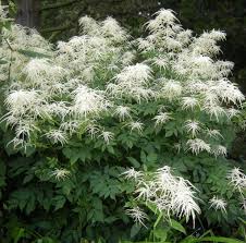 Tall plants for shade are harder to find. 4 6foot Tall Goat S Beard Shade Plant Aruncus Dioicus Hardy Perennial Flowers Shade Plants Goats Beard Hardy Perennials