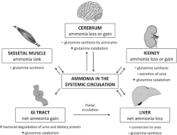 Ammonia is formed in animal growing houses (agh) as a resultof the decomposition of urine and feces. Hepatic Encephalopathy In Dogs And Cats Lidbury 2016 Journal Of Veterinary Emergency And Critical Care Wiley Online Library