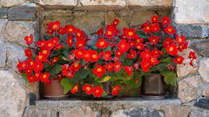 Découvrez les solutions et conseils pratiques de nos experts ! Quelles Fleurs Poussent A L Ombre Femme Actuelle Le Mag