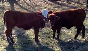Fern Hill Cattle For Sale