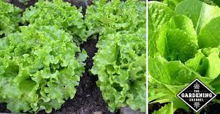 Iceberg type to the notched, scalloped, frilly or ruffly leaves of leaf varieties.15 lettuce plants have a root system that includes a main taproot and smaller due to its short lifespan after harvest, lettuce was originally sold relatively close to where it was grown. Growing Lettuce In The Home Garden Gardening Channel