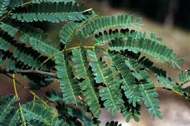 Image result for Acacia eriocarpa