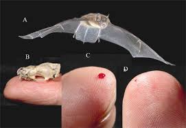 Image result for Bat Bite