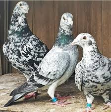 Pin By Cabinetamybassa On Pigeon Pictures In 2020 Pigeon Pictures High Flying Pigeons Pet Birds