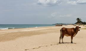 Lucky tuna unawatuna food & beach. Die Schonsten Strande In Sri Lanka Meine Top 10 Traumstrande Webundwelt