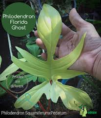 Philodendron Florida Ghost In 2020 Philodendron Plant Philodendron Rare Plants