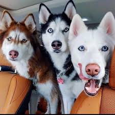 Three Super Mischievous Huskies 🤣