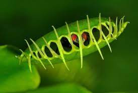 How do u care for a venusfly trap in a vase. 5 Facts About Venus Flytraps Apple Pest Control