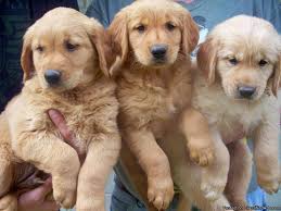The parents have had their (prelim and/or final) tests done on heart, eyes, hips and elbows! Golden Retriever Puppies 8 Weeks For Sale In Weston Wisconsin Classified Americanlisted Com