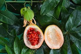 Image result for Passiflora caerulea