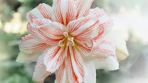 Image result for Hippeastrum