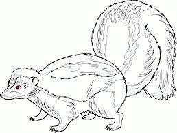 Skunk Picture Skunk Drawing Coloring Pages Skunk