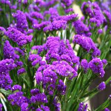 Statice Seed Purple Limonium Flower Seeds Purple Statice Flower Seeds Statice Flower
