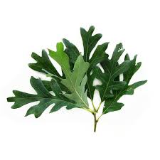 Image result for white oak leaf