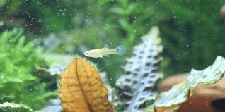 Guppy Fish Growth Stages