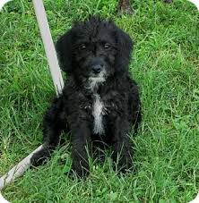Labradoodle puppies for sale in new jersey by uptown puppies. Trenton Nj Labradoodle Yorkie Yorkshire Terrier Mix Meet Poppy A Puppy For Adoption Puppy Adoption Labradoodle Puppies