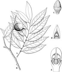 Image result for Olacaceae