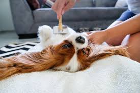 If you get them wet the hair seems to bind to them tighter. Focus On Fur Care Ingrown Hairs Mats Burrs And Fur Loss Aspca Pet Health Insurance