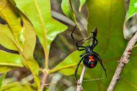 Black widow spiders usually construct messy and irregular webs located near ground level. Milking Spiders For Their Venom Terminix