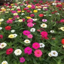 Jenis bunga aglaonema dud white anjamani sangat mudah untuk diperbanyak dengan sistem stek, prosentase keberhasilannya relatif lebih besar. Jual Tanaman Hias Bunga Zinnia Bunga Kertas Kab Bogor Rendy Store Global Tokopedia