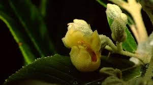 Image result for Stilbaceae