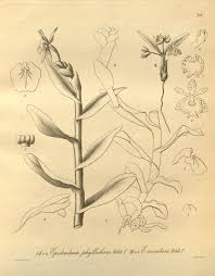 Image result for Microcharis