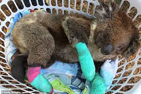 Animals that make it through the fires will continue to die in the next weeks and months because of dehydration, starvation, disease and being. Operation Koala Kasualty Makeshift Hospital Is Set Up To Treat Koalas Caught Up In Bushfires Daily Mail Online