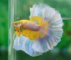 Huge Mustard Gas Butterfly Betta Fish Betta Betta Fish Types