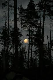 Aesthetics Dark Naturalism Wattpad Photography, photography ideas, photography challenge, creative photography ró #dark #moody #woods #hands #aesthetic #autumn#nailsart #fashionbloggers #mensfashion #fashionstatement #fashionphotographer. aesthetics dark naturalism wattpad