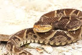 Il Serpente Terciopelo Nome Scientifico Bothrops Asper E La Vipera Responsabile Del Maggior Numero Di Morsi Di Serpente Velenoso In Cen Snake Pit Viper Viper