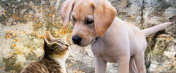 Pet friendly westbrook hotels and motels are listed below along with the pet we list the best petfriendly westbrook maine hotel and motel rooms allowing pets or dogs. Petliferadio Com Take Me Home Animal Pet Adoption Rescue Podcasts