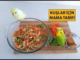 Muhabbet Kusu Mama Yapimi Youtube Muhabbet Kuslari Kus Oyuncaklari Mama Tarifleri