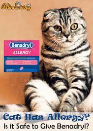 Benadryl For Cats 7 Best Uses For It Revealed