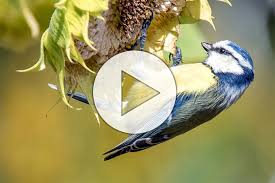 Find professional garten videos and stock footage available for license in film, television, advertising and corporate uses. Lern Video Zum Vogel Bestimmen Nabu