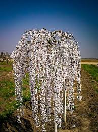 This is an amazing carissa macrocarpa bonsai tree that actually the flowering brush cherry bonsai tree is also known as eugenia myrtifolia and it looks completely awesome during the flowering months. Pin On Trees