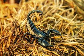 Image result for Scorpion