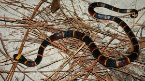 How To Identify Venomous Snakes In Florida Florida Hikes