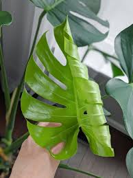 Monstera Deliciosa Care Guide Growing Monstera Deliciosa Indoors In 2020 Monstera Deliciosa Care Monstera Deliciosa Monstera