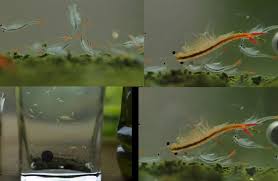 30 000 Fairy Shrimp Eggs Alive Food For Betta Killifish Guppy Live Feeders Fish Nano Aquarium Guppy Fish Fishing World