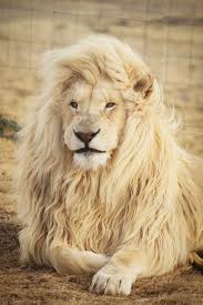 Wallpaper, background, lion, animal, wild, wildlife, nature. Lion Wallpapers Free Hd Download 500 Hq Unsplash