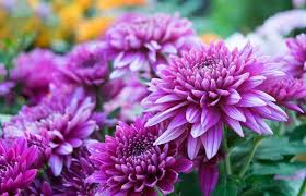 Ayrıca otsu olup bir senelik bitkilerdir. Bahcedeki Krizantem Gereksinimler Ekimi Ve En Guzel Cesitleri 2019 2020