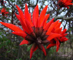 Image result for Erythrina lysistemon