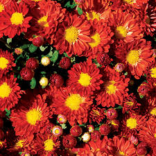 Check spelling or type a new query. New Perennials For 2018 Landscape Ontario