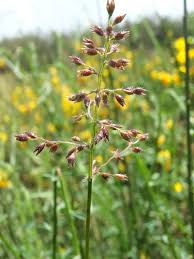 Image result for Isachne mauritiana