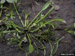 Image result for Limosella capensis