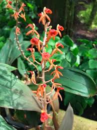 Image result for Liparis harketii