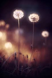 I Like It Wild And Galactic Always From Micro To Macro Cosmos Http Samissomarspace Wordpress Com Dandelion