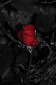Serie rote rosen (u.a mit @missanikal @alexandramhorn, @henrikefehrs und @toelcke). Love Roses Are Red Hellomarinlove Deviantart Shop Framed Wall Art Red Roses Rose Art Rose Wallpaper