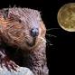 Beaver Moon Hike event in Westport, CT
