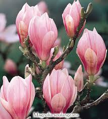 Image result for Magnolia × soulangiana